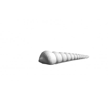 Stampo in gomma conchiglia Pr 200 cm.10.5