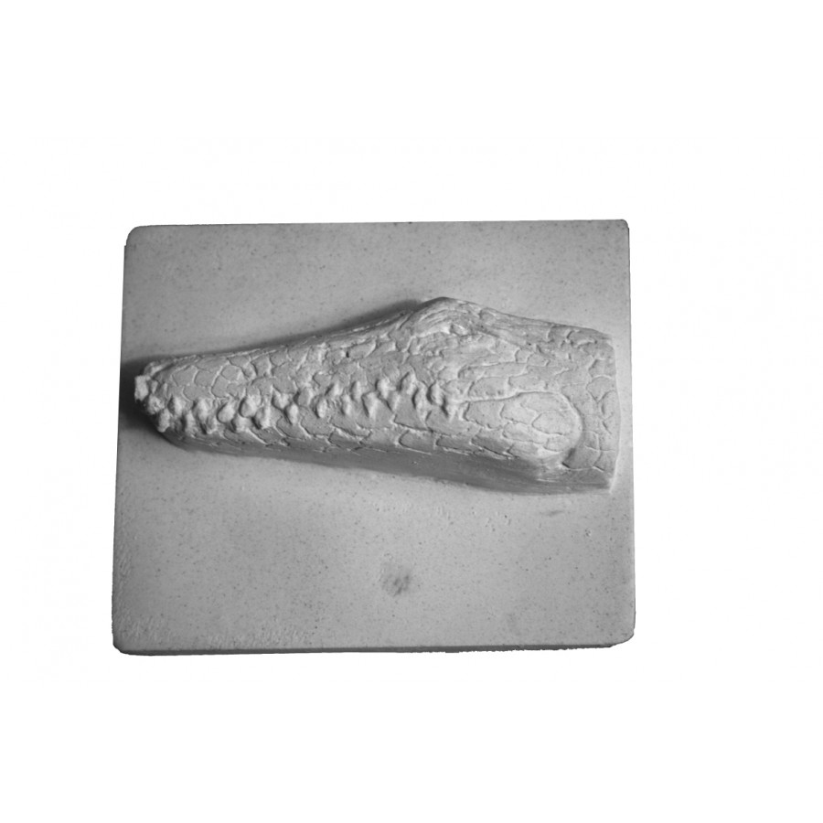 Stampo in gomma coccodrillo Pr 222 cm.7.5*9